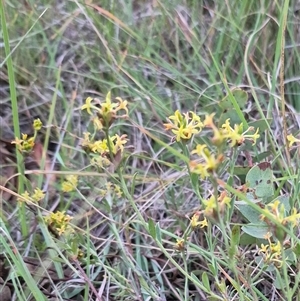 Pimelea curviflora at Bungendore, NSW - 22 Dec 2024 08:18 PM