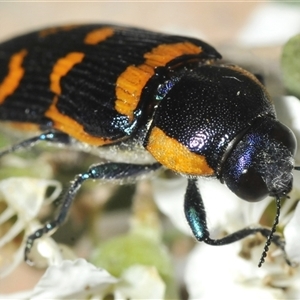 Temognatha mitchellii (Jewel beetle) at Wyanbene, NSW by Harrisi