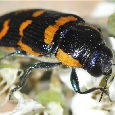 Temognatha mitchellii (Jewel beetle) at Wyanbene, NSW - 21 Dec 2024 by Harrisi