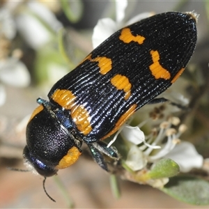 Temognatha mitchellii at Wyanbene, NSW - 21 Dec 2024