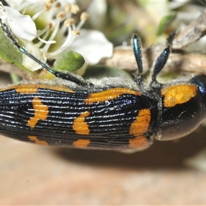 Temognatha mitchellii at Wyanbene, NSW - 21 Dec 2024