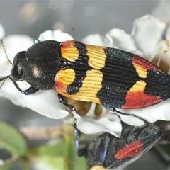 Castiarina bella (A Jewel Beetle) at Wyanbene, NSW - 21 Dec 2024 by Harrisi