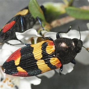 Castiarina bella at Wyanbene, NSW - 21 Dec 2024