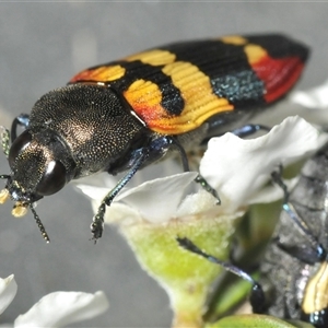 Castiarina bella at Wyanbene, NSW - 21 Dec 2024