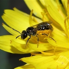 Lasioglossum (Chilalictus) lanarium at Yarralumla, ACT - 21 Dec 2024 by TimL