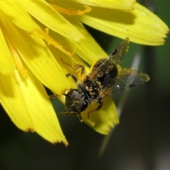 Lasioglossum (Homalictus) sphecodoides at Yarralumla, ACT - 21 Dec 2024 11:52 AM