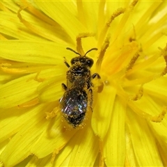 Lasioglossum (Homalictus) sphecodoides at Yarralumla, ACT - 21 Dec 2024 11:52 AM