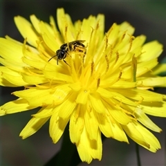 Lasioglossum (Homalictus) sphecodoides at Yarralumla, ACT - 21 Dec 2024 11:52 AM