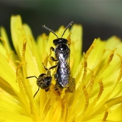 Lasioglossum (Homalictus) sphecodoides (Furrow Bee) at Yarralumla, ACT - 21 Dec 2024 by TimL