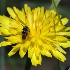 Lasioglossum (Homalictus) sphecodoides at Yarralumla, ACT - 21 Dec 2024 11:52 AM