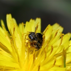 Lasioglossum (Homalictus) sphecodoides at Yarralumla, ACT - 21 Dec 2024 11:52 AM