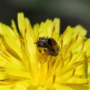 Lasioglossum (Homalictus) sphecodoides at Yarralumla, ACT - 21 Dec 2024 11:52 AM