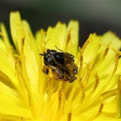 Lasioglossum (Homalictus) sphecodoides at Yarralumla, ACT - 21 Dec 2024 11:52 AM