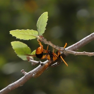 Delta bicinctum at Yarralumla, ACT - 21 Dec 2024 by TimL