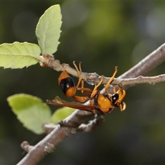 Delta bicinctum at Yarralumla, ACT - 21 Dec 2024