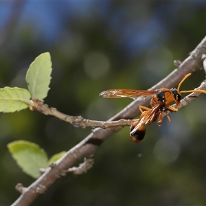 Delta bicinctum at Yarralumla, ACT - 21 Dec 2024