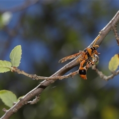 Delta bicinctum at Yarralumla, ACT - 21 Dec 2024