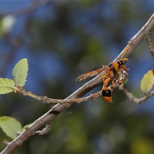 Delta bicinctum at Yarralumla, ACT - 21 Dec 2024