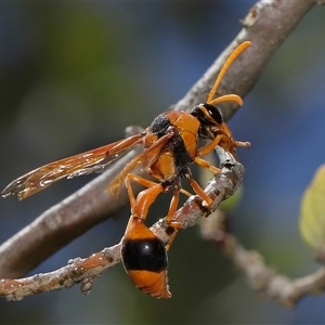 Delta bicinctum at Yarralumla, ACT - 21 Dec 2024