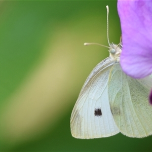 Pieris rapae (Cabbage White) at Wodonga, VIC by KylieWaldon