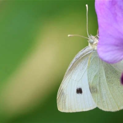 Pieris rapae (Cabbage White) at Wodonga, VIC - 14 Nov 2024 by KylieWaldon