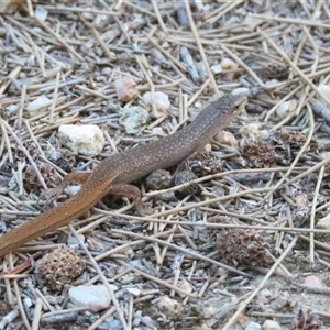 Saproscincus mustelinus (Weasel Skink) at Fyshwick, ACT by BenW