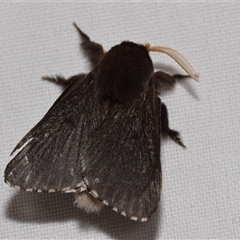 Symphyta nyctopis (A Bombycoid Moth (Lasiocampinae)) at Jerrabomberra, NSW by DianneClarke