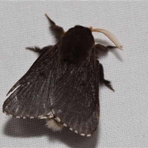 Symphyta nyctopis at Jerrabomberra, NSW - 21 Dec 2024