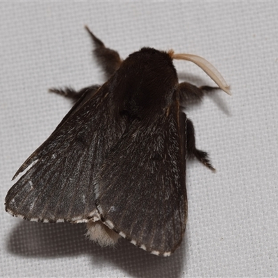 Symphyta nyctopis (A Bombycoid Moth (Lasiocampinae)) at Jerrabomberra, NSW - 21 Dec 2024 by DianneClarke