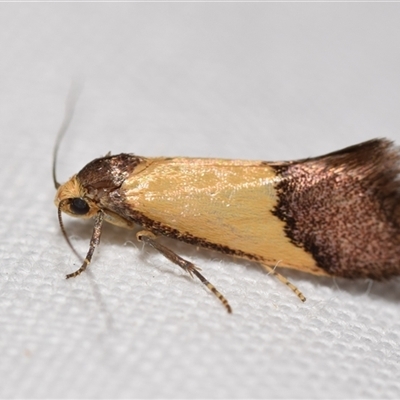 Hemibela hemicalypta (A Concealer moth) at Jerrabomberra, NSW by DianneClarke