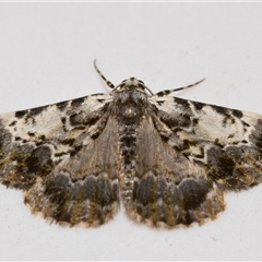 Rhuma (genus) (A Geometer moth) at Jerrabomberra, NSW - 21 Dec 2024 by DianneClarke