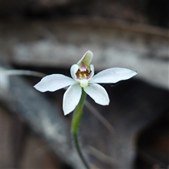 Caladenia carnea at Glen Allen, NSW - 3 Nov 2024 by RobG1