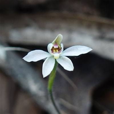 Caladenia sp. (A Caladenia) at Glen Allen, NSW - 3 Nov 2024 by RobG1