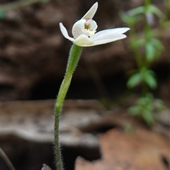 Caladenia sp. at Glen Allen, NSW - suppressed