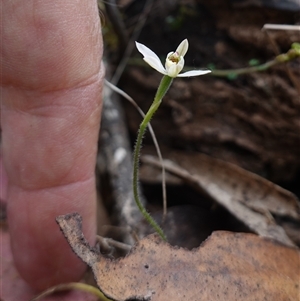 Caladenia sp. at Glen Allen, NSW - suppressed