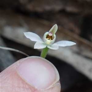 Caladenia sp. at Glen Allen, NSW - suppressed