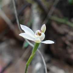 Caladenia sp. at Glen Allen, NSW - suppressed