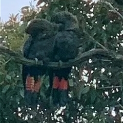 Calyptorhynchus lathami lathami (Glossy Black-Cockatoo) at Mittagong, NSW - 9 Nov 2021 by GITM3