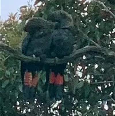 Calyptorhynchus lathami lathami (Glossy Black-Cockatoo) at Mittagong, NSW - 9 Nov 2021 by GITM3