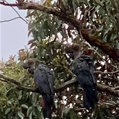 Calyptorhynchus lathami lathami at Mittagong, NSW - suppressed