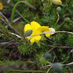 Gompholobium minus (Dwarf Wedge Pea) at Glen Allen, NSW - 3 Nov 2024 by RobG1