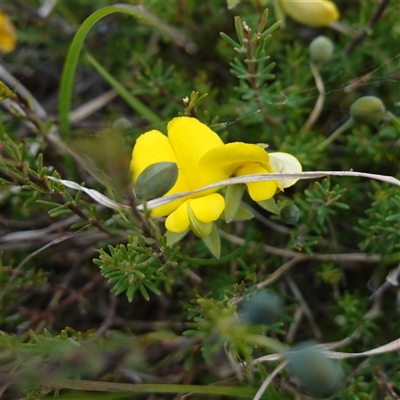 Gompholobium minus (Dwarf Wedge Pea) at Glen Allen, NSW - 3 Nov 2024 by RobG1