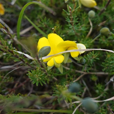 Gompholobium huegelii at Glen Allen, NSW - 3 Nov 2024 by RobG1