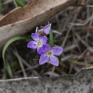 Veronica gracilis at Glen Allen, NSW - 3 Nov 2024 12:03 PM