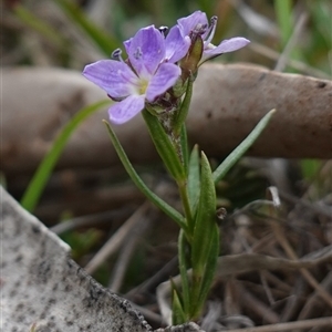 Veronica gracilis at Glen Allen, NSW - 3 Nov 2024 12:03 PM