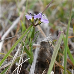 Veronica gracilis at Glen Allen, NSW - 3 Nov 2024 12:03 PM