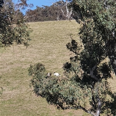 Threskiornis molucca (Australian White Ibis) at Bowning, NSW - 23 Dec 2024 by Maren