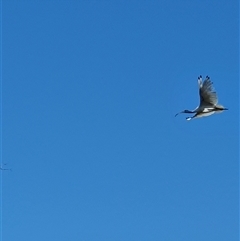 Threskiornis molucca at Bowning, NSW - 23 Dec 2024 08:46 AM