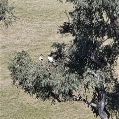 Threskiornis molucca at Bowning, NSW - 23 Dec 2024 08:46 AM