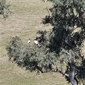 Threskiornis molucca at Bowning, NSW - 23 Dec 2024 08:46 AM